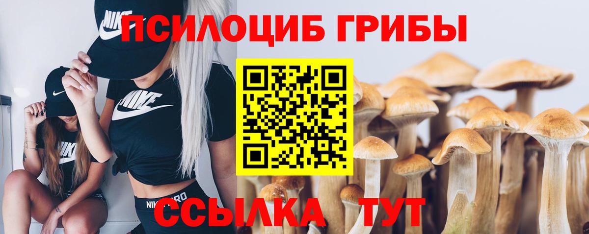 Псилоцибиновые грибы Psilocybe Солнечногорск